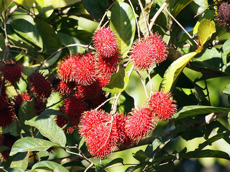 File:Rambutan masak didahan.JPG