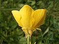 Ranunculus bulbosus bloem.jpg