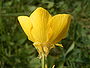 Knolboterbloem (Ranunculus bulbosus)