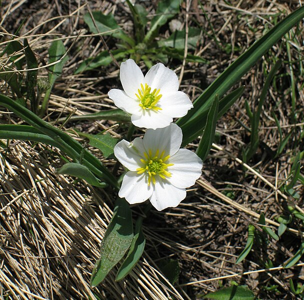 File:Ranunculus kuepferi RF.jpg