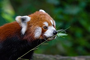 Red Panda (41196620920).jpg