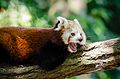 Red Panda (20267946385).jpg