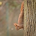 Red squirrel (49582968407).jpg