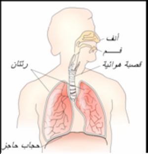 Respiratory system-ar.png