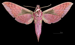Rhagastis gloriosa specimen - male ventral