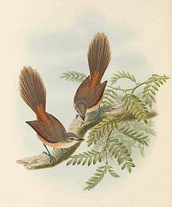 Rhipidura opistherythra - The Birds of New Guinea (cropped).jpg