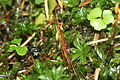 Rhodobryum roseum mit Kapseln