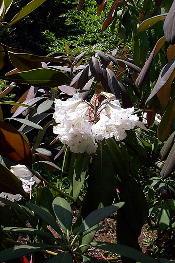 Rhododendron serotinum