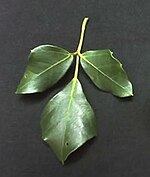 Rhoicissus rhomboidea leaf.JPG