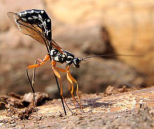 Female of the parasitic wasp laying eggs