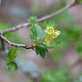 Ribes komarovii fleurs.jpg