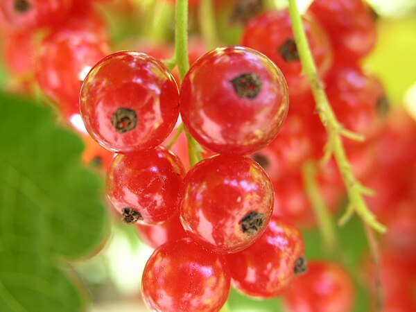 Redcurrants, a type of berry derived from a simple (one-locule) inferior ovary