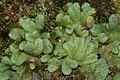 Riccia sorocarpa