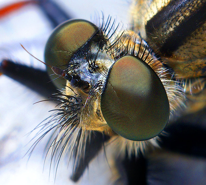 File:Thru The Eyes Of Ruby (the fly) (8219315716).jpg - Wikimedia Commons