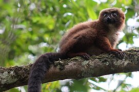 Roodbuikmaki (Eulemur rubriventer)