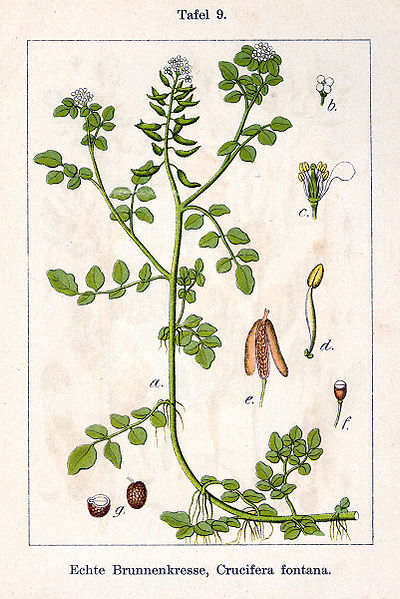 File:Rorippa nasturtium-aquaticum Sturm9.jpg