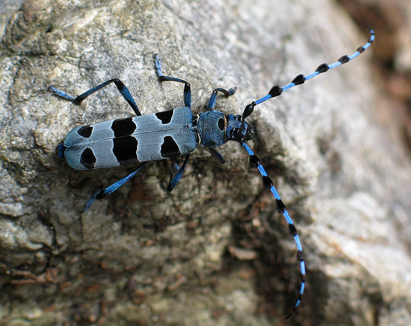 800px-Rosalia_Alpina_%28Alpenbock%29.jpg