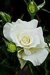 A white rose, the national flower of Estmere