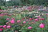 RoseTestGardenPortland.jpg