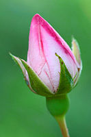 Bud of a pink rose