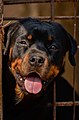 * Nomination Rottweiler --Fabian Roudra Baroi 06:39, 22 January 2023 (UTC) * Decline  Oppose Eyes not sharp. Sorry. --Ermell 14:25, 22 January 2023 (UTC)@Ermell: I appreciate the review. Actually, the composition is focused on the front part, and it becomes blurry as it goes back. Tried to do something different.--Fabian Roudra Baroi 04:15, 23 January 2023 (UTC)