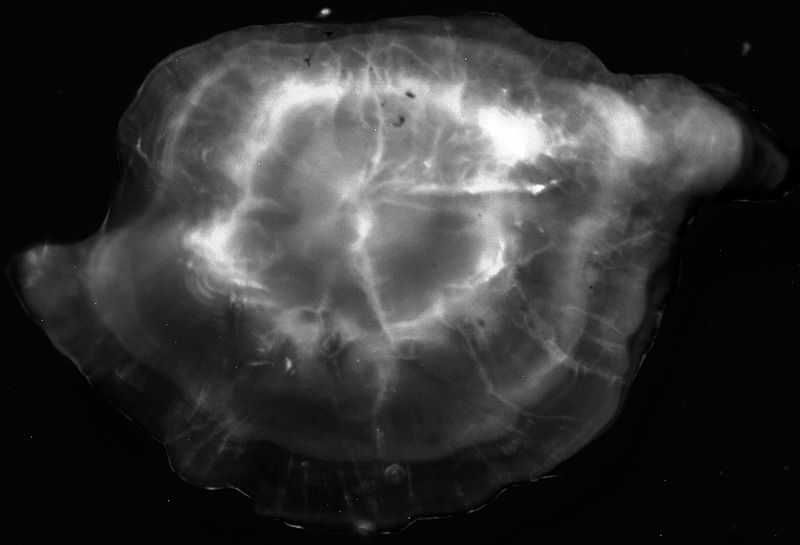 File:Round goby's otolith.jpg