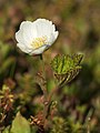 * Nomination male flowering Cloudberry --LC-de 11:02, 14 June 2008 (UTC) * Promotion Lovely photograph. -- carol 21:29, 14 June 2008 (UTC)