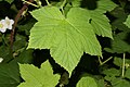 Rubus parviflorus