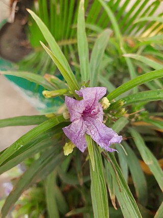 <i>Ruellia tuberosa</i> Species of flowering plant