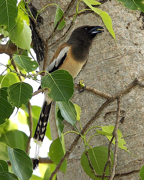 File:Rufous Treepie (Dendrocitta vagabunda)-8.jpg