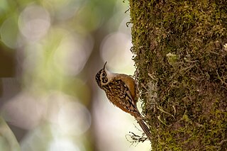 <span class="mw-page-title-main">Rusty-flanked treecreeper</span> Species of bird