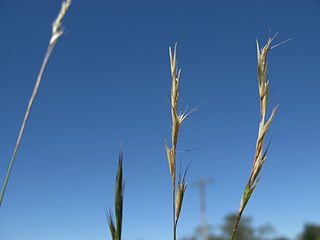 <i>Rytidosperma racemosum</i> Species of grass