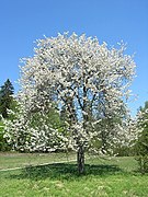 Süßkirsche Prunus avium.jpg