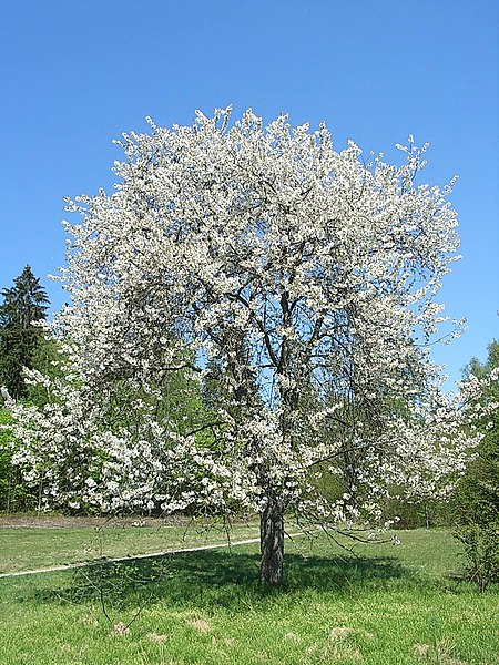 File:Süßkirsche Prunus avium.jpg