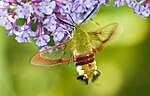 Hemaris fuciformis – Oberseite