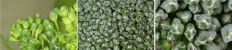 File:Sa broccoli florets.jpg