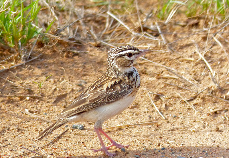 File:Sabota Lark (Calendulauda sabota) (11421288184).jpg