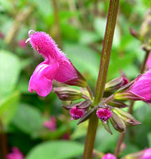 Salvia chiapensis Salvia chiapensis 2.jpg