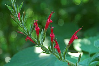 <i>Salvia elegans</i> Species of shrubs