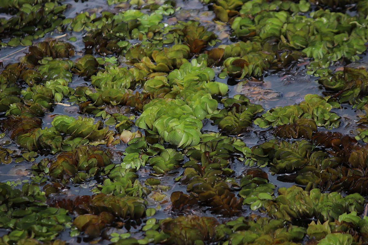 Salvinia auriculata 2.jpg