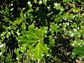 Ordinara ilekso (Ilex aquifolium): dorna rando