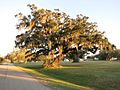 Live oak trees draped with Spanish moss are plentiful near Sandy Point. This one is on County Road 42.