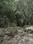 Bosque mediterráneo en España