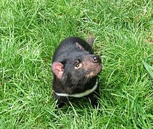 Un diavolo della Tasmania al Tasmanian Devil Conservation Park di Taranna, in Tasmania: molti esemplari vengono allevati e riprodotti in cattività per assicurare la sopravvivenza della specie.