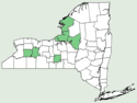 Saxifraga aizoides NY-dist-map.png