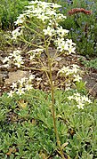 Saxifraga hostii (2)