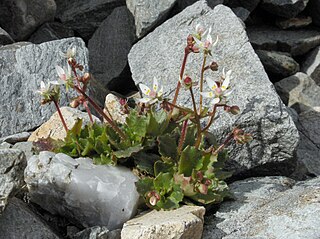 <i>Saxifraga stellaris</i> species of plant