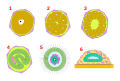 Дисферульный тип развития. 1 — яйцо, 2, 3 — полиаксиальное дробление, 4 — инвагинация, 5 — дисферула, 6 — рагон