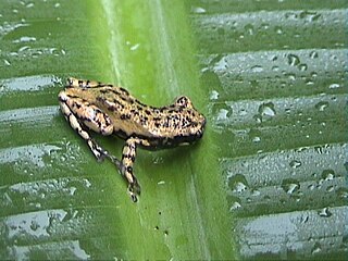 <i>Scinax x-signatus</i> species of amphibian