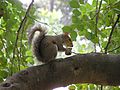 Italiano: Scoiattolo nei parchi di Nervi English: Squirrel in the "Parchi di Nervi" ("Nervi park")